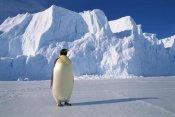 Pete Oxford - Emperor Penguin , Auster EP Rookery, Antarctica