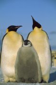 Pete Oxford - Emperor Penguin pair with chick, Weddell Sea, Antarctica