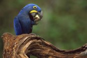 Pete Oxford - Hyacinth Macaw eating Piassava Palm nuts, Cerrado, Brazil