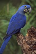 Pete Oxford - Hyacinth Macaw perched on branch, Cerrado habitat, Brazil