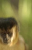 Pete Oxford - Brown Capuchin portrait in Cerrado habitat, Piaui State, Brazil