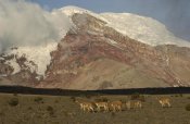 Pete Oxford - Vicuna herd grazing beneath Mt Chimborazo, Andes Mountains, South America