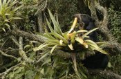 Pete Oxford - Spectacled Bear feeding on bromeliads, cloud forest, Andes, South America