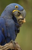 Pete Oxford - Hyacinth Macaw in Cerrado habitat eating Piassava Palm nuts, Brazil