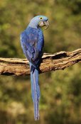 Pete Oxford - Hyacinth Macaw perched on branch, Cerrado habitat, Piaui State, Brazil