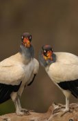 Pete Oxford - King Vulture pair perched on rocks, South America