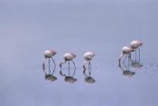Pete Oxford - Puna Flamingos feeding, Laguna Blanca, Bolivia
