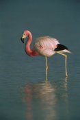 Pete Oxford - Andean Flamingo wading, Laguna Blanca, Bolivia