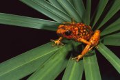 Pete Oxford - Splendid Poison Dart Frog on Bromeliad, Dorango Esmeraldas Provincia, Ecuador