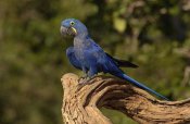 Pete Oxford - Hyacinth Macaw portrait, Cerrado habitat, Brazil