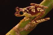 Pete Oxford - Chachi Tree Frog adult, Choco Rainforest, Ecuador