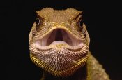 Pete Oxford - Bocourt's Dwarf Iguana , Esmeraldas, Choco Rainforest, Ecuador