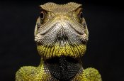 Pete Oxford - Bocourt's Dwarf Iguana close up, Esmeraldas, Choco Rainforest, Ecuador