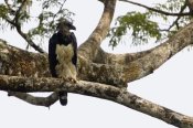Pete Oxford - Harpy Eagle adult female in Kapok tree, Amazon rainforest, Ecuador