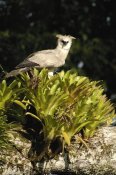 Pete Oxford - Harpy Eagle chick in a Kapok tree , Cuyabeno Reserve, Amazonia, Ecuador
