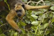Pete Oxford - Black Howler Monkey female, Pantanal, Brazil