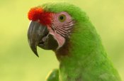 Pete Oxford - Military Macaw portrait, Amazon rainforest, Ecuador