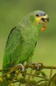 Pete Oxford - Orange-winged Parrot perching, Amazon rainforest, Ecuador