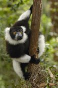 Pete Oxford - Black and White Ruffed Lemur in rainforest, Mantadia NP, Madagascar