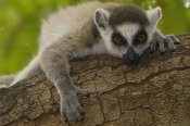 Pete Oxford - Ring-tailed Lemur portrait, Berenty Reserve, Madagascar