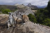 Pete Oxford - Ring-tailed Lemur pair, near Andringitra Mountains, Madagascar