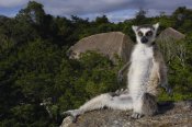 Pete Oxford - Ring-tailed Lemur,  near Andringitra Mountains Madagascar