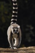 Pete Oxford - Ring-tailed Lemur,  near Andringitra Mountains  Madagascar