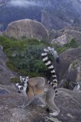 Pete Oxford - Ring-tailed Lemur and young, near Andringitra Mountains,  Madagascar