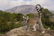 Pete Oxford - Ring-tailed Lemur in the Andringitra Mountains, Madagascar