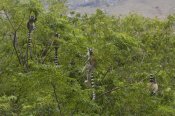 Pete Oxford - Ring-tailed Lemurs in trees near Andringitra Mountains, Madagascar