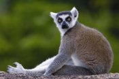 Pete Oxford - Ring-tailed Lemur portrait in the Andringitra Mountains, Madagascar