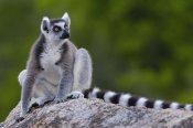 Pete Oxford - Ring-tailed Lemur portrait on rocks in the Andringitra Mountains, Madagascar