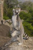 Pete Oxford - Ring-tailed Lemur male standing upright in the Andringitra Mountains, Madagascar