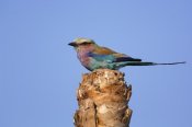 Pete Oxford - Lilac-breasted Roller perched atop a stump, Africa