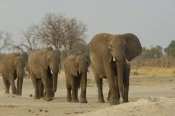 Pete Oxford - African Elephant herd walking in a line, Africa