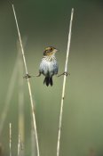 Tom Vezo - Sharp-tailed Sparrow perched on reeds, Long Island, New York