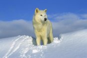 Tom Vezo - Arctic Wolf portrait of white wolf in the snow, Idaho