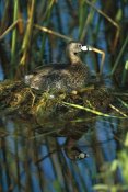 Tom Vezo - Pied-billed Grebe on nest in wetland, Rio Grande Valley, Texas