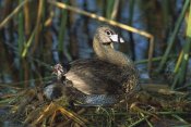 Tom Vezo - Pied-billed Grebe parent with calling chick on nest, Rio Grande Valley, Texas