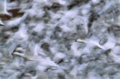 Tom Vezo - Snow Goose flock taking flight, Bosque del Apache NWR, New Mexico