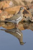 Tom Vezo - White-winged Dove wading in puddle, Green Valley, Arizona