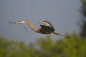 Tom Vezo - Great Blue Heron flying with nesting material, Venice, Florida