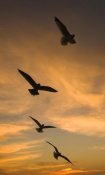 Tom Vezo - Mew Gull group silhouetted at sunset in La Jolla, California