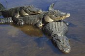 Heidi and Hans-Juergen Koch - American Alligator three adults, laying in shallow water, Florida