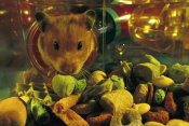 Heidi and Hans-Juergen Koch - Golden Hamster looking into its food store in its habitrail system