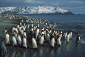 Colin Monteath - King Penguin colony along shoreline, Bay of Isles, South Georgia Island