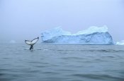 Colin Monteath - Humpback Whale tail near iceberg, Antarctica