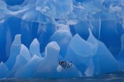 Eric Dietrich - Chinstrap Penguin group riding iceberg, Weddell Sea, Antarctica