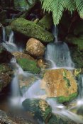 Shaun Barnett - Stream waterfall near Lake Mapourika, New Zealand