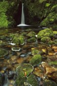 Shaun Barnett - Mossy stream near Loch Maree, Fiordland NP, New Zealand